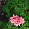 Pelargonium x 'Stellar saumon'